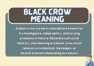 Black Crow Meaning
