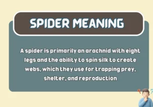 Spider Meaning