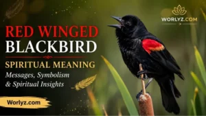 Red Winged Blackbird Spiritual Meaning