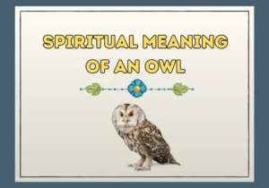 Spiritual Meaning Of An Owl