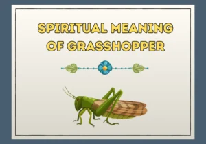 Spiritual Meaning Of Grasshopper