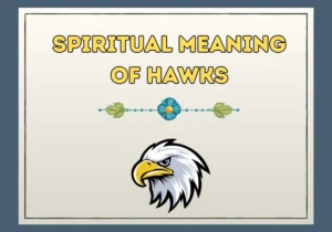 Spiritual Meaning Of Hawks