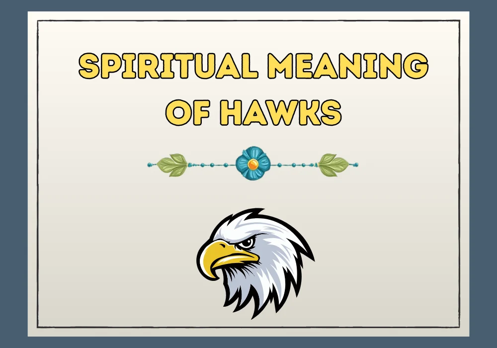 Spiritual Meaning Of Hawks