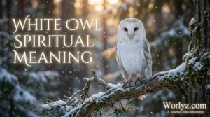 White Owl Spiritual Meaning
