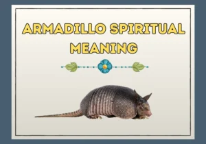 Armadillo Spiritual Meaning