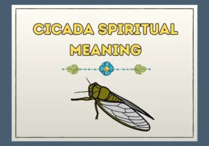 Cicada Spiritual Meaning