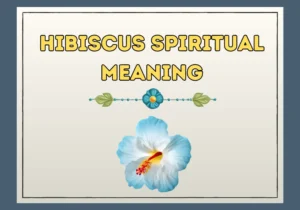Hibiscus Spiritual Meaning