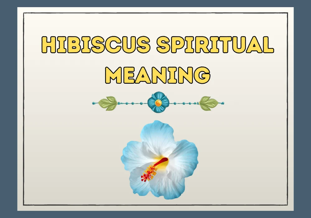 Hibiscus Spiritual Meaning
