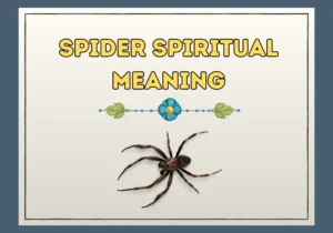 Spider Spiritual Meaning