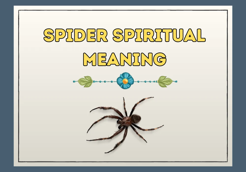 Spider Spiritual Meaning