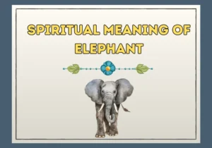 Spiritual Meaning of Elephant