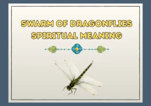 Swarm of Dragonflies Spiritual Meaning